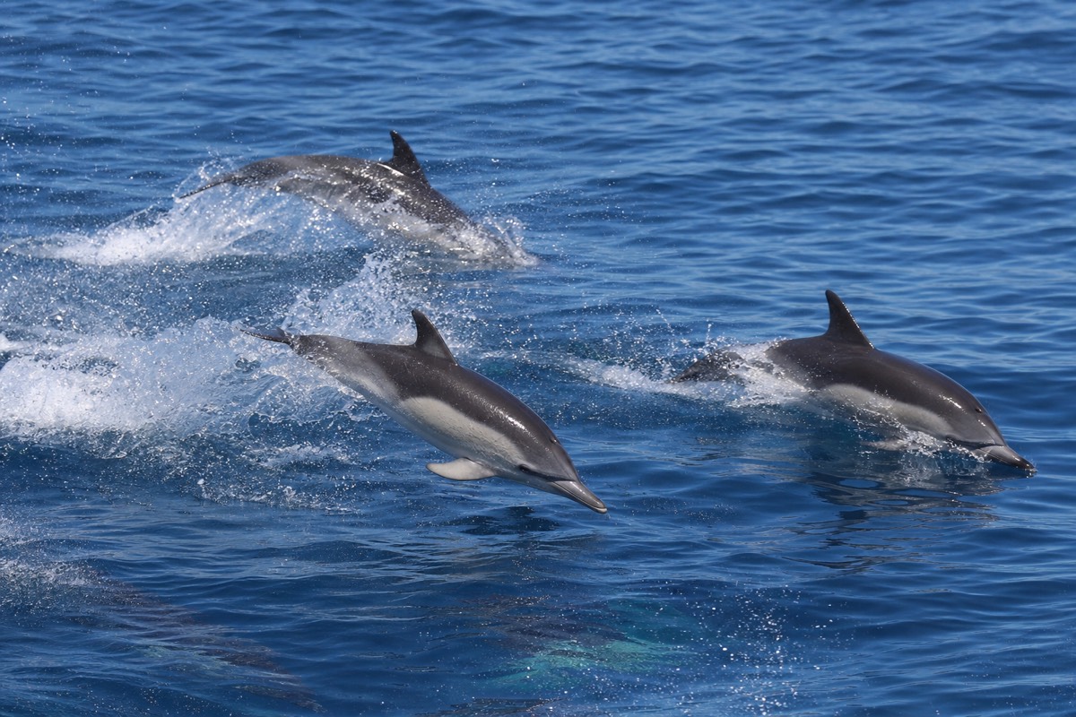 Wild dolphins off the Lagos coast