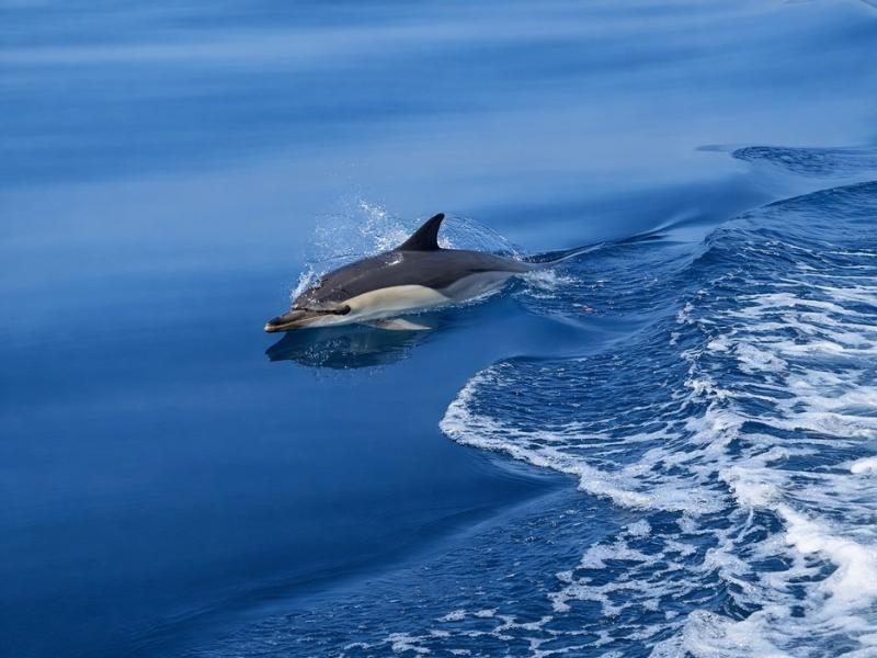 Marina de Lagos Dolphin Watching Adventure