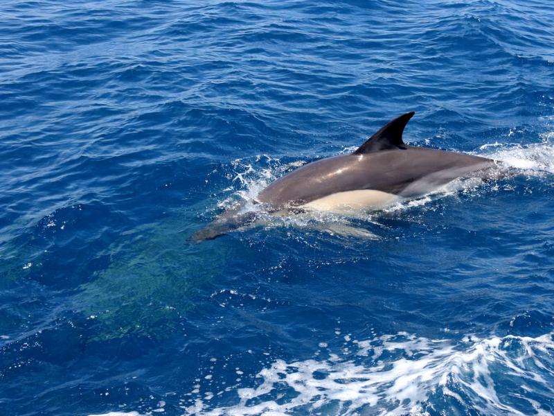 Professional Marine Biologist Dolphin Tour from Lagos